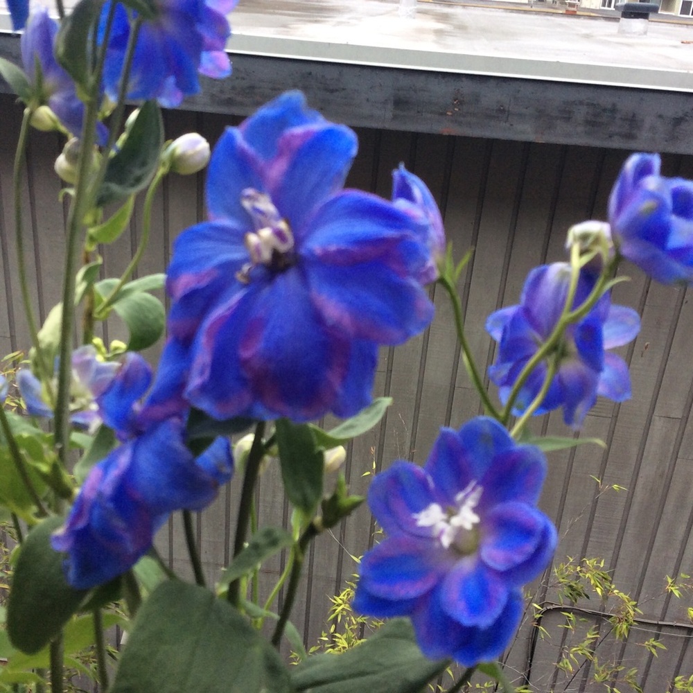 Spring is Here but...